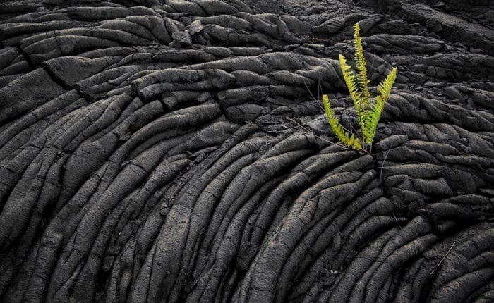 dry black lava - plant growing out of lava