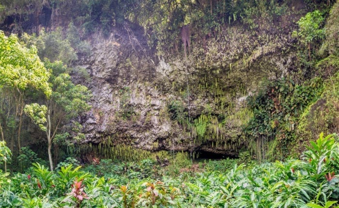 Kauai Fern Grotto foliage
