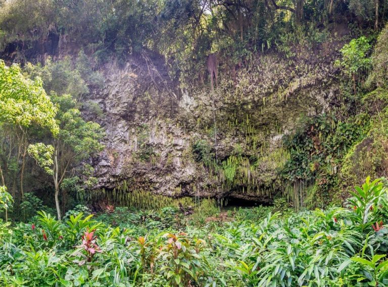 Kauai Fern Grotto foliage