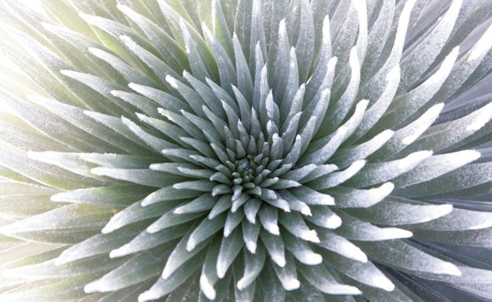 zoomed in photo of silversword plant petals
