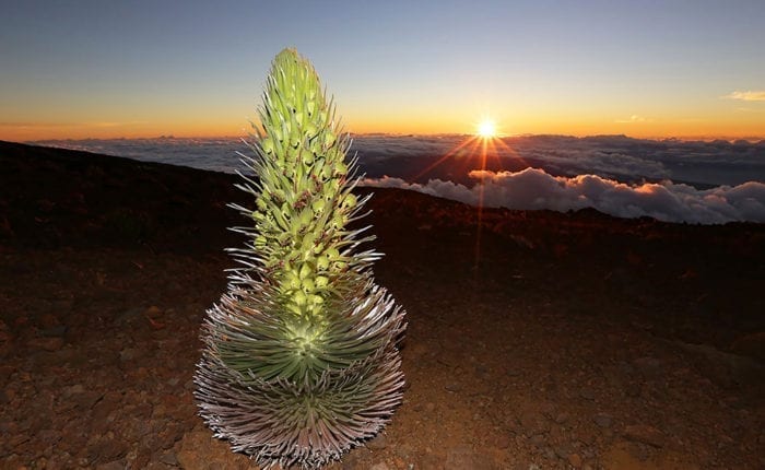 Silversword Plant on maui during sunset sunrise