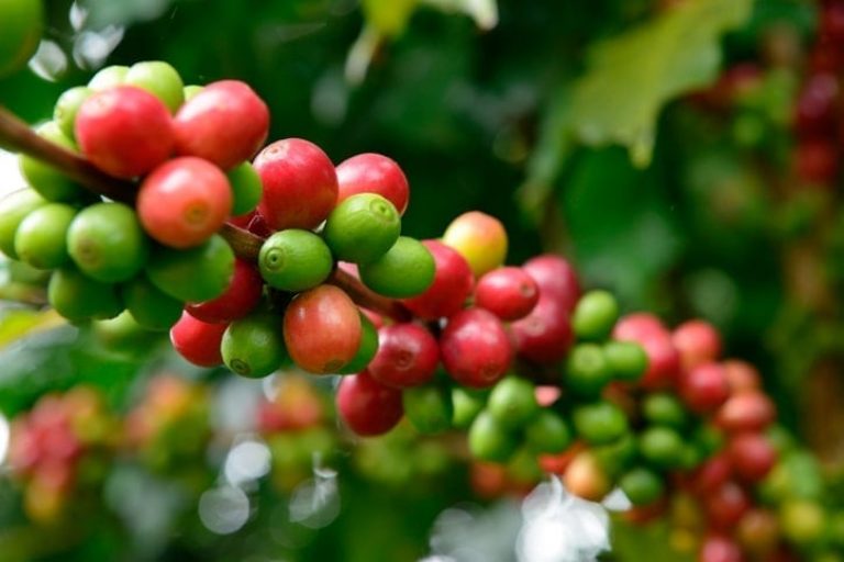 green and red unriped coffee beans