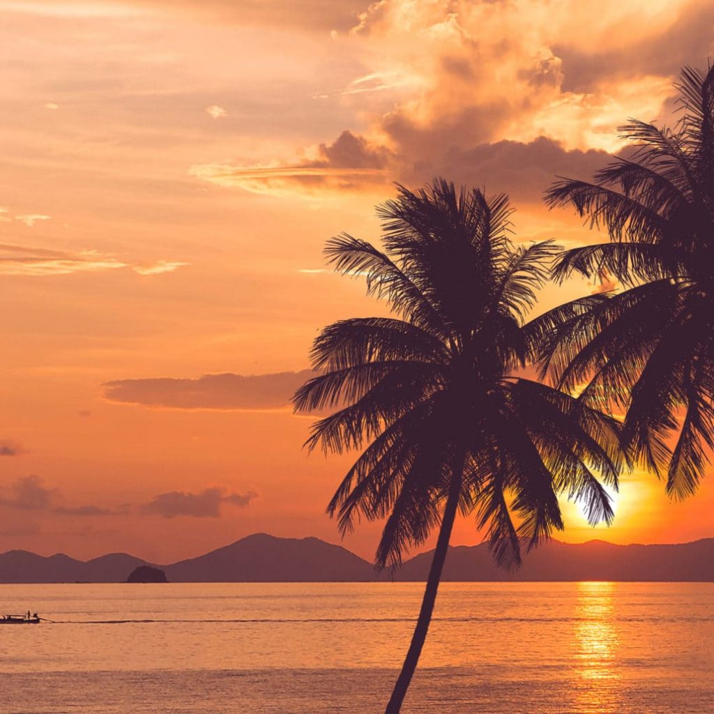 hawaiian palm tree at sea and sunset summer background
