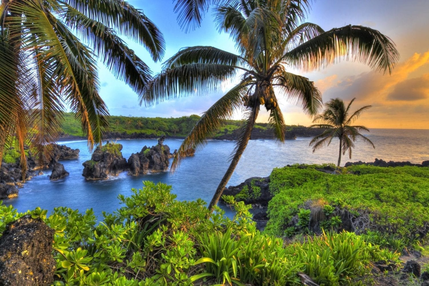 Waianapanapa Hana Maui - coconut laden palm trees above a crystal blue bay