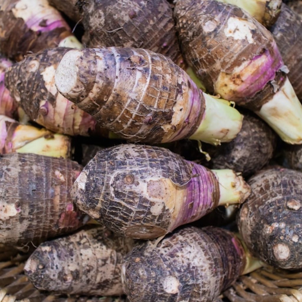Basket of organic raw taro root in hawaii - poi