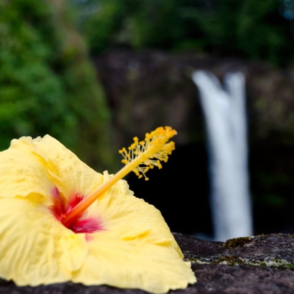 Yellow hibiscus near Rainbow falls