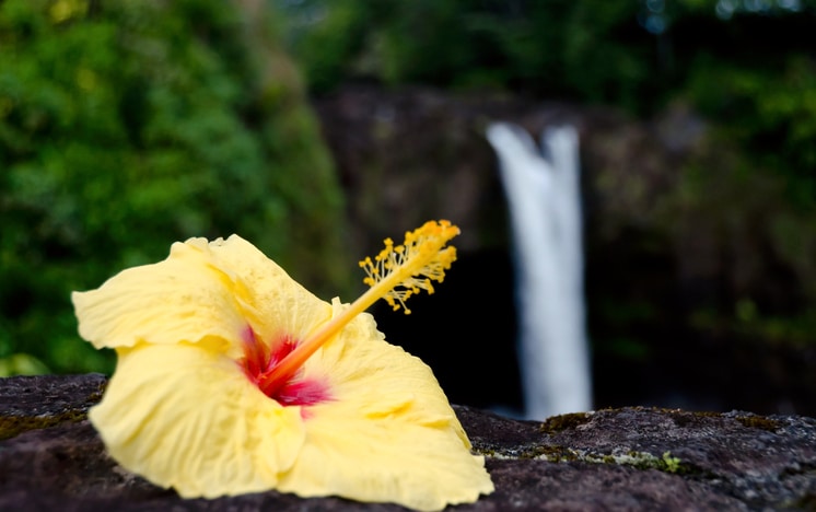 Yellow hibiscus near Rainbow falls