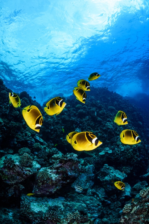 A school of raccoon butterflyfish outside First Cathedral off the coast of Lanai, Hawaii.