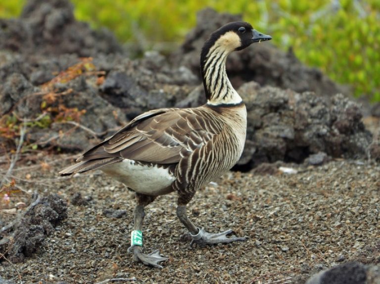 Nene - Hawaiian Goose